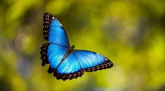 a blue butterfly flying in the air with a quote above it that says, la que est