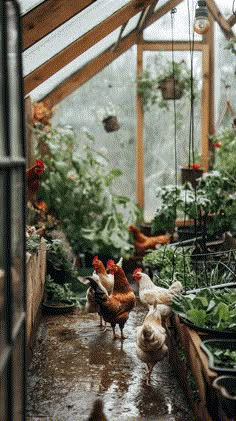 several chickens walking around in a greenhouse with lots of plants and potted plants on the floor