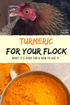 an image of turmic for your flock what it's good for and how to use it