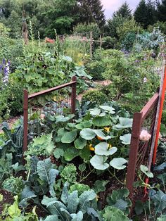 a garden filled with lots of green plants next to a wooden fence in the middle of a field