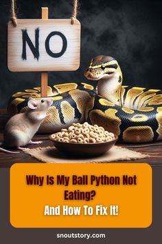 It’s always concerning to see your ball python refusing food, especially since this behavior can stem from various issues. Stress, illness, or improper environmental conditions are common reasons why a ball python might stop eating. Seasonal changes or a recent shed can also affect their appetite.  By identifying the root cause, you can take specific steps to address the issue and get your snake back on a healthy feeding schedule. Whether it’s adjusting the temperature and humidity of their enclosure, offering different types of prey, or reducing stress factors, there are practical solutions to encourage your ball python to eat again. Reptile Rack, Cypress Mulch, Reptile Enclosure, Pet Snake, Hiding Spots, Ball Python, Reptiles Pet, Health Problems