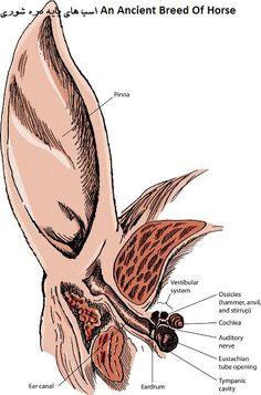 the anatomy of an animal's ear