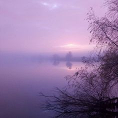 a foggy lake with trees in the foreground