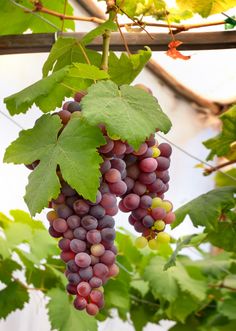 bunches of grapes hang from the vine in a greenhouse