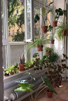 many houseplants are growing on the windowsill