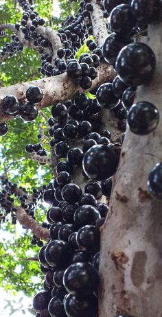 black mushrooms growing on the side of a tree