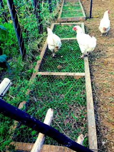 three chickens are standing in the grass near some fenced in areas that have plants growing on them