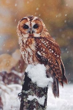 an owl sitting on top of a tree stump in the snow