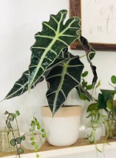 a green leafy plant sitting on top of a wooden shelf next to other plants