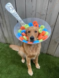 a dog wearing a plastic hat with letters on it's head and a baseball bat in its mouth