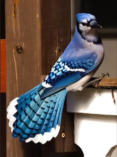 a blue and white bird sitting on top of a window sill next to a wooden door