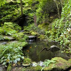 a bird flying over a small pond in the middle of a lush green forest filled with trees