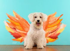 a white dog sitting on top of a wooden floor with an orange and yellow wing