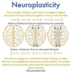 the diagram shows how neuroplasity works in different areas of the brain