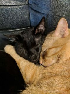 two cats cuddle together on the back of a couch, one black and one orange