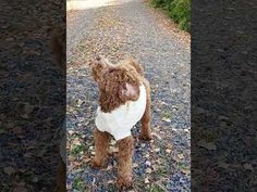 a brown dog standing on top of a dirt road