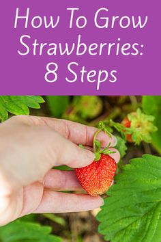 a hand picking a strawberry from the ground with text overlay reading how to grow strawberries 8 steps