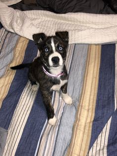 a small black and white dog laying on top of a bed under a comforter