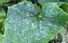 a green leaf with white spots on it