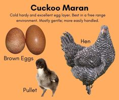 an image of chickens and eggs with caption