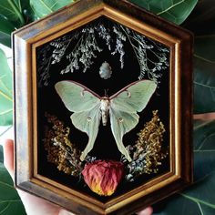 a person holding up a small box with a moth on it's side and flowers in the middle