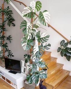 a living room filled with lots of plants and a flat screen tv sitting on top of a wooden floor