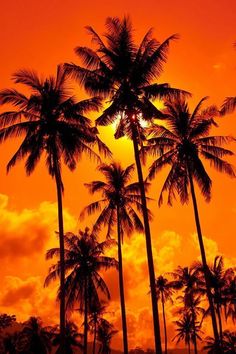 palm trees are silhouetted against an orange sky