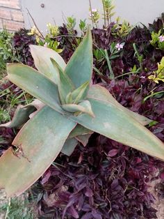 a close up of a plant near some bushes