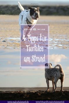 two dogs playing on the beach with text overlay that says 4 tips fur tierfoos am strand