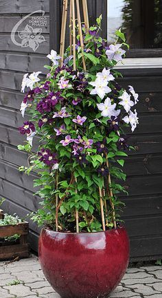 purple and white flowers in a large red planter on the side of a building