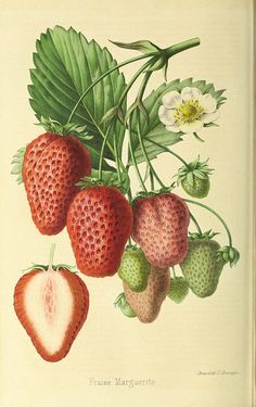 a group of strawberries hanging from a branch with leaves and flowers on it's side