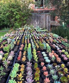 many different kinds of succulents in pots