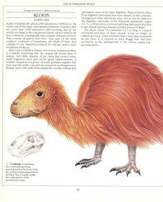 an illustration of a long - legged bird with red hair and large, curved legs