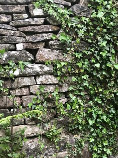 an old brick wall with vines growing on it's sides and the bottom half covered in green leaves