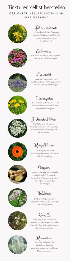 Herbal Tea Photography, Herbal Tea Garden, Herbal Tea Benefits, The Obesity Code, Sweet Sweat, Herbal Teas Recipes, Tea Benefits, Herbs Indoors