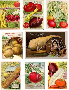 vintage postcards with pictures of vegetables and fruits