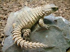 a small lizard sitting on top of a rock