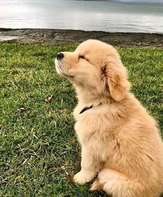 a dog sitting in the grass with its head up and eyes closed looking at something