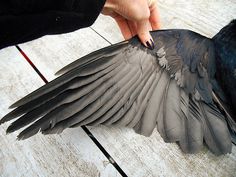 a bird that is sitting on the ground with it's wings spread wide open