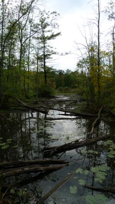 a swampy area with fallen trees and water lilies