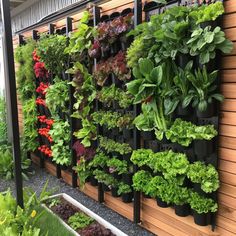 a vertical garden wall with various plants growing on it