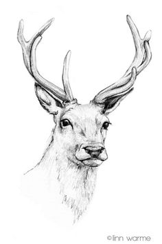 a drawing of a deer with antlers on it's head