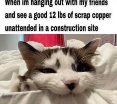 a black and white cat laying in bed with the caption when i'm hanging out with my friends and see a good 12 lis of scrap cooper unattened in a construction site