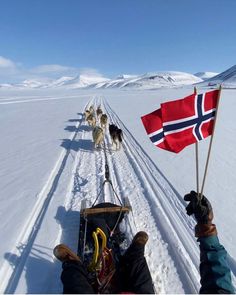 dogs pulling sleds with people on them in the snow and one person holding a flag