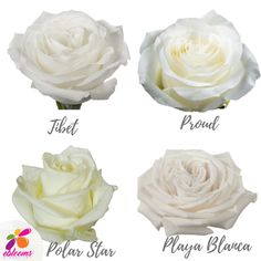 four different types of white roses with the names written in each language on their petals