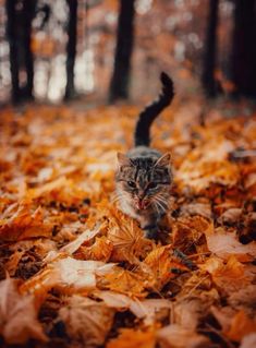 a cat is walking through the leaves in an autumn forest with it's mouth open