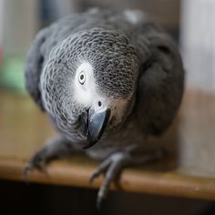 a gray parrot sitting on top of a wooden table