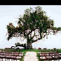 an image of a tree and chairs in front of the wedding ceremony venue on instagram