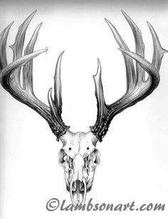 a drawing of a deer skull with antlers on it's head and horns