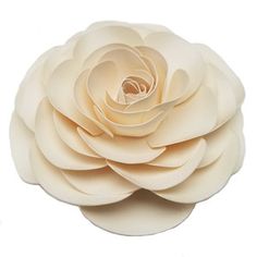 a large white flower on a white background